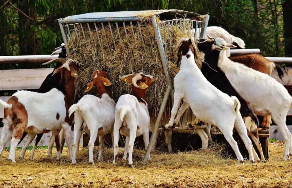 Goat Farming Business: सिर्फ 10 बकरियों से शुरू करें यह बिजनेस, सालभर में हो जाएगी मोटी कमाई